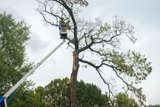 Best Tree Risk Assessment  in Anoka, MN