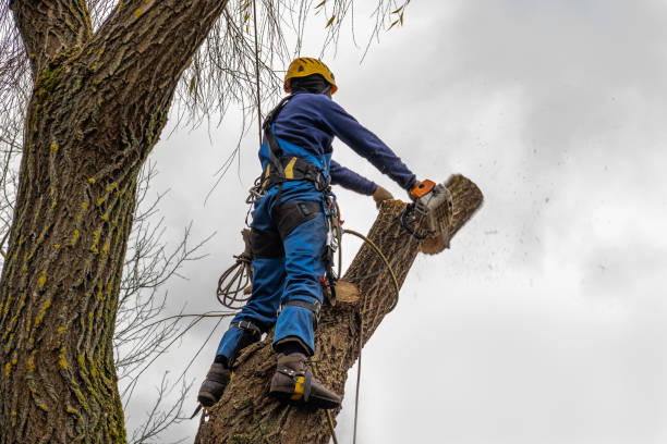 Best Storm Damage Tree Cleanup  in Anoka, MN