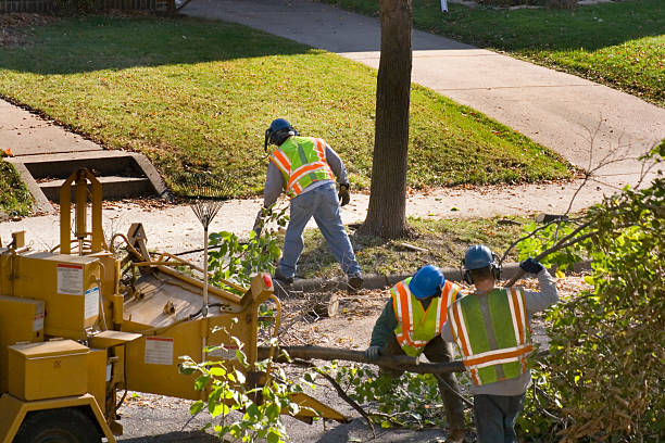 Best Lawn Drainage Solutions  in Anoka, MN