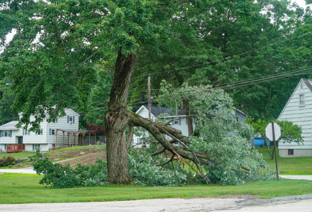 Best Firewood Processing and Delivery  in Anoka, MN