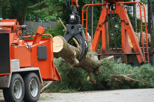 Best Tree Disease Treatment  in Anoka, MN